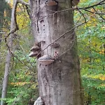 Lejlighed Hochwald *