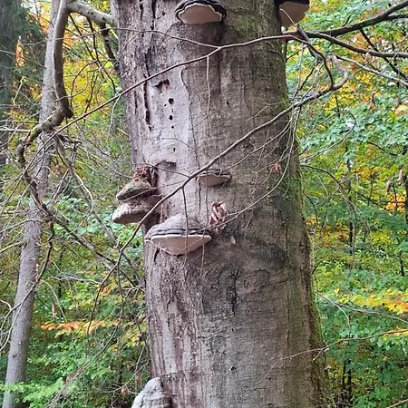 Lejlighed Hochwald *