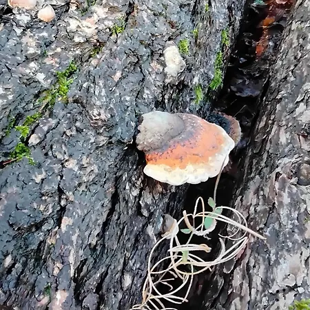 Hochwald Lejlighed Bad Sachsa