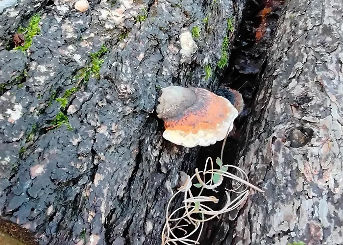 Hochwald 公寓 巴特萨克萨