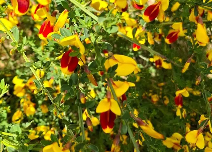 Hochwald Daire Bad Sachsa